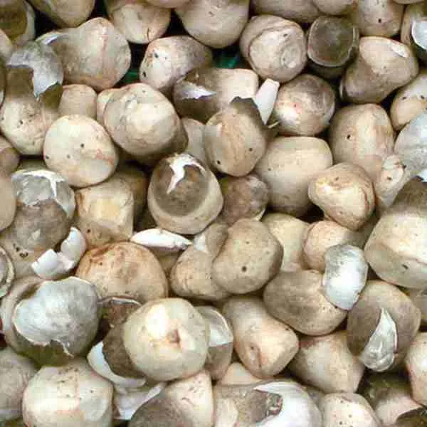 Straw Mushroom
