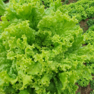 Farmer holding freshly harvested curly lettuce at Balutakay Bansalan farm