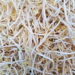 Beansprout or Tauge in Davao City