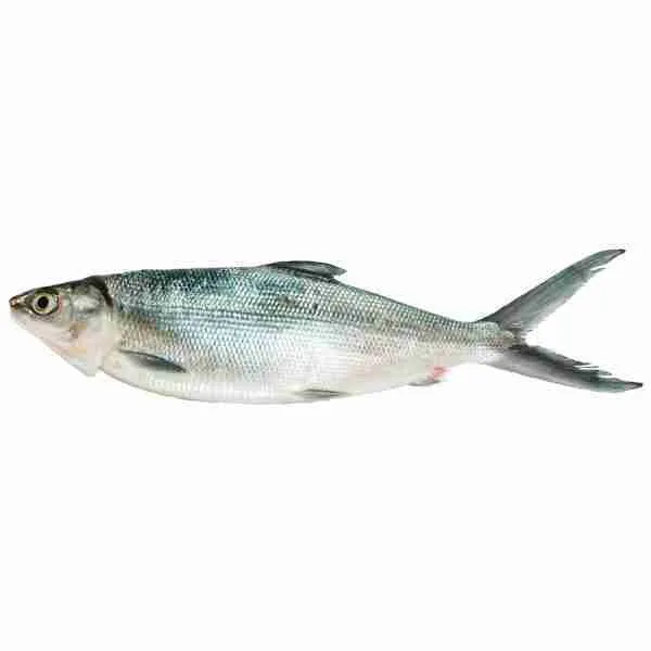 Fresh Bangus Alcantara