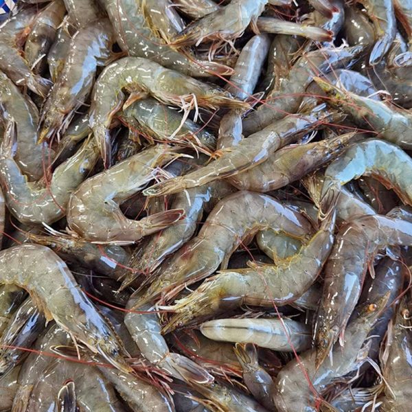 Davao Shrimp