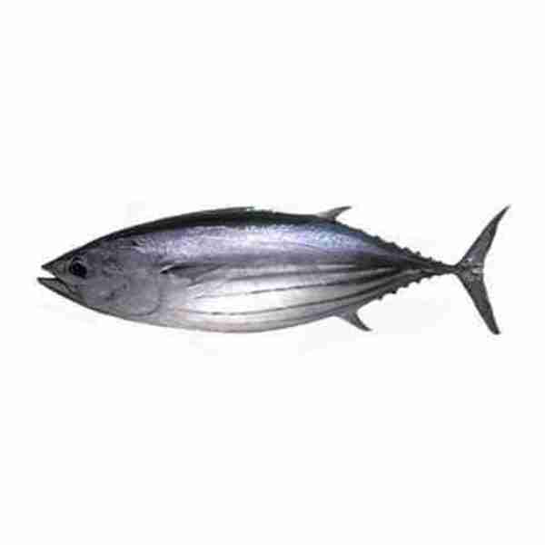 Fish Tulingan