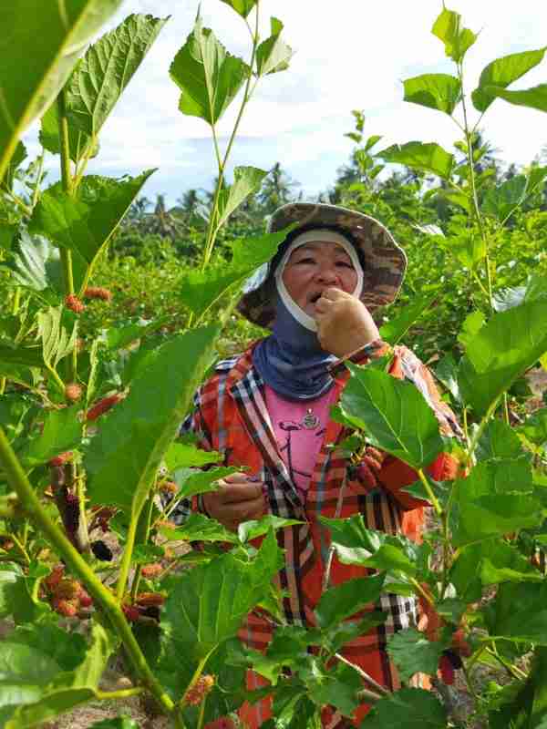 Mulberry Farmer in Davao City eating mulberry fruit
