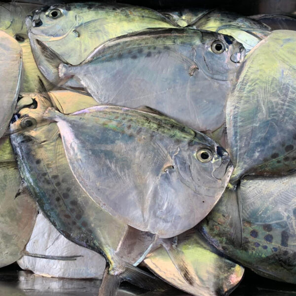 Bilong-bilong or Belong-belong fish