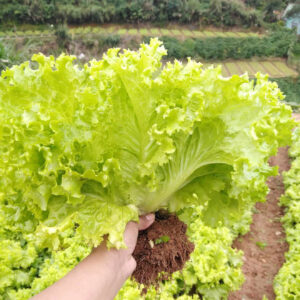 holding a curly lettuce from the farm