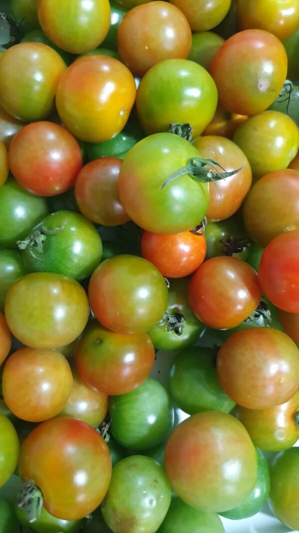 Cherry Tomato