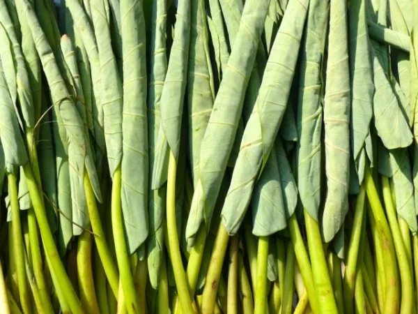Laing Leaves