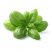 Sweet Basil